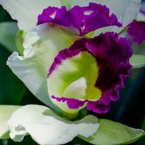 Cattleya