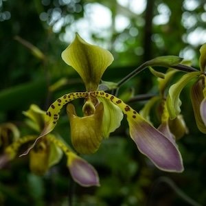 Paphiopedilum