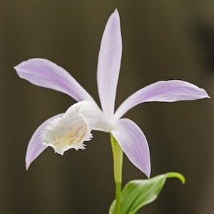 Pleione