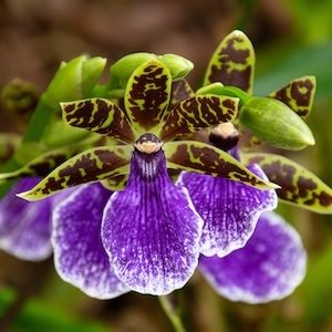 Zygopetalum
